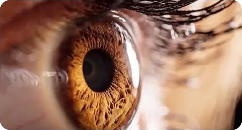 Visual System