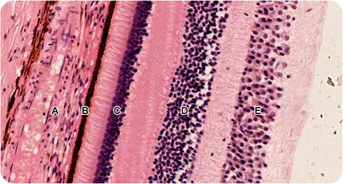 Layers of the Eye
