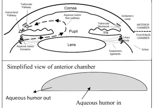 Aqueous and Vitreous