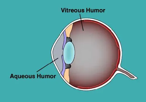 Aqueous and Vitreous