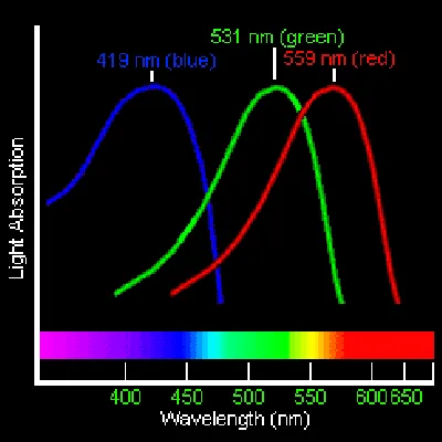Colour Vision