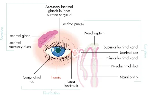 Lacrimal System
