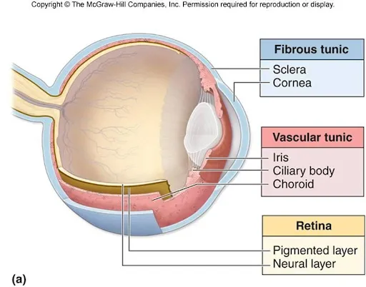 Layers of the Eye