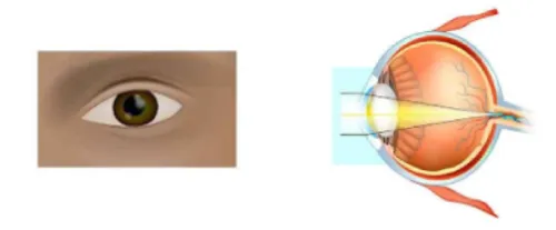 Normal Eye