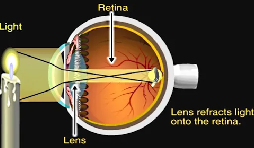 Visual System