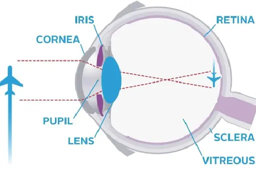 Visual System