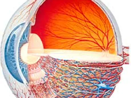 Visual System