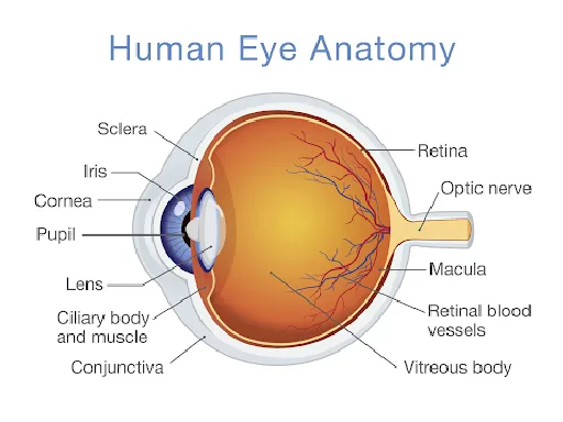 Visual System